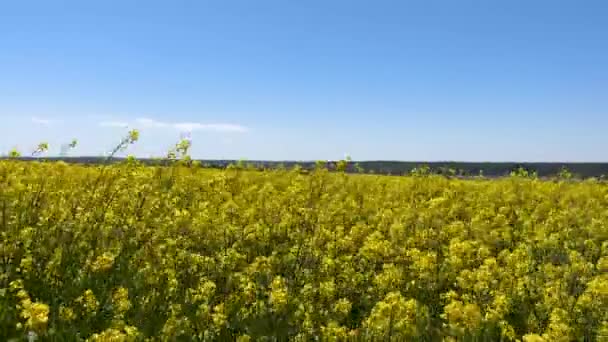 Pole Řepkového Semínka Krásnou Modrou Oblohou Zelená Energie Větrné Počasí — Stock video