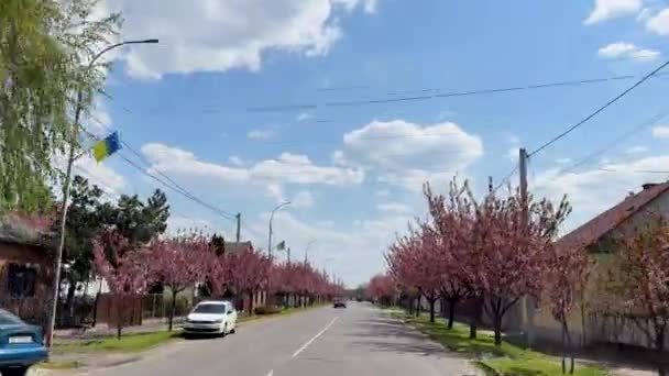 Filmación Hermoso Camino Primavera Movimiento Con Flores Cerezo Bajo Cielo — Vídeo de stock