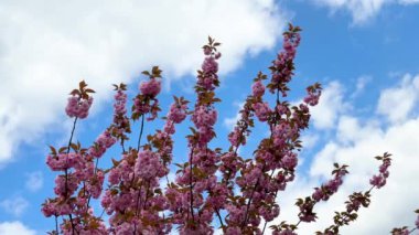 Güzel narin sakura çiçekleri mavi gökyüzüne ve beyaz bulutlara karşı çırpınır. Yüksek kalite 4k görüntü