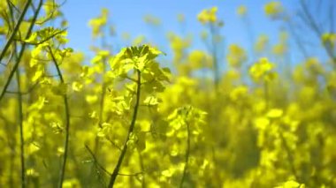 Rüzgarlı bir günde rap 'in ekoloji alanı.