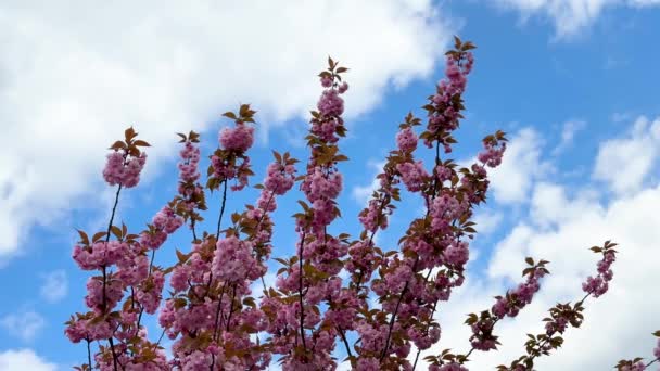 Krásné Jemné Sakura Květiny Blikají Proti Modré Obloze Bílé Mraky — Stock video