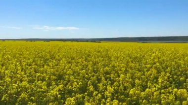 Canola Alanı Güneşli Gün 'ün sembolü Ukrayna bayrağı.