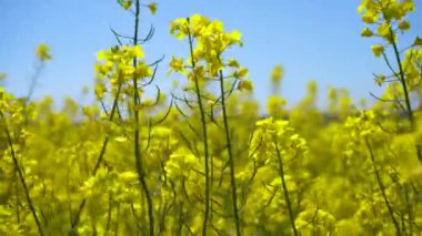 Gözyaşı tohumu Brassica napus tarlaları Rüzgarlı bahar güneşli gün.