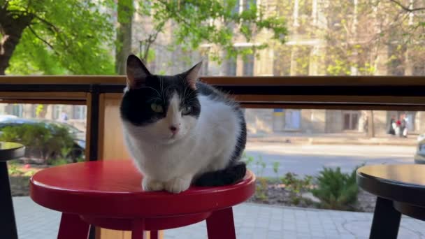 Katzen Ruhen Sich Einem Sonnigen Tag Café Aus — Stockvideo