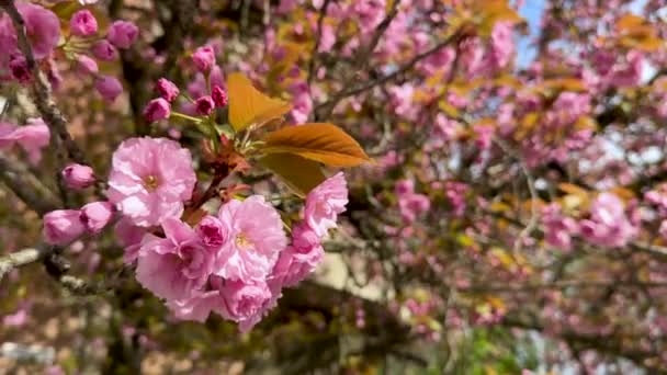 벚꽃은 자연의 배경을 가까이 수있다 고품질 — 비디오