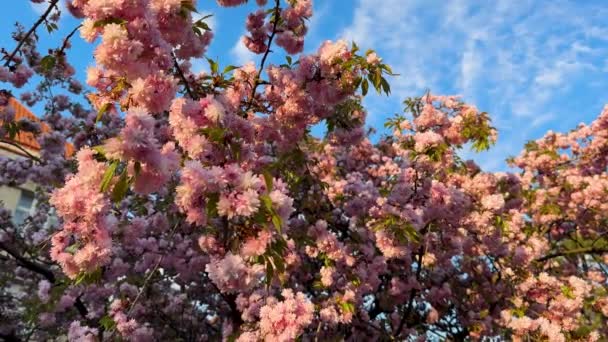 황금시간대에 하늘을 배경으로 벚꽃이 고품질 — 비디오
