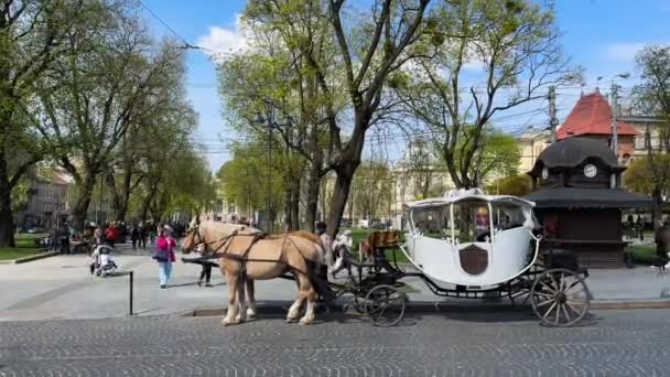 乌克兰利沃夫 2023年5月 一辆载着马匹的马车在市中心等着游客 高质量的4K镜头 — 图库视频影像