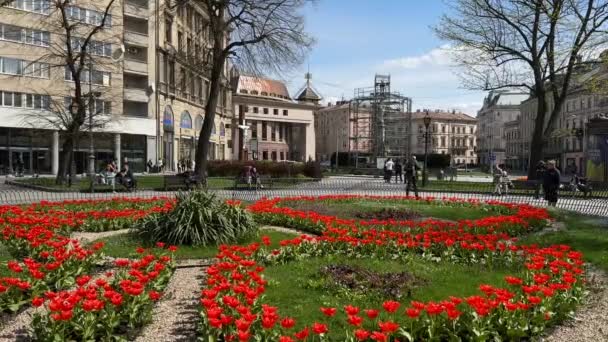 乌克兰利沃夫 2023年5月 郁金香在市中心盛开 — 图库视频影像