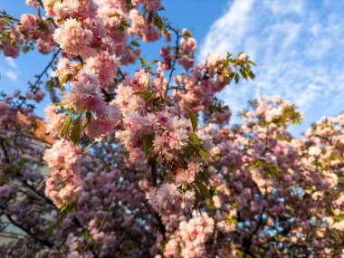 Altın çağda mavi gökyüzüne karşı çiçek açan sakura pembe kiraz ağacı. Yüksek kalite 4k görüntü