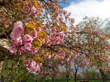 Bahar mevsiminde, arka planda kiraz çiçekleri çiçek açar. Yakın plan çekimde. Yüksek kalite 4k görüntü