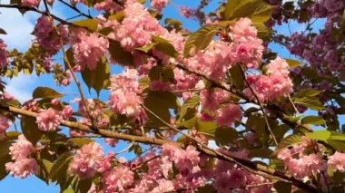 İlkbaharda pembe çiçekli Sakura ağacı açar. Kiraz çiçekleri olan güzel bir Japon ağacı. Yüksek kalite 4k görüntü