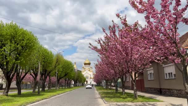 Estrada Cidade Primavera Com Flores Cereja Pano Fundo Uma Bela — Vídeo de Stock