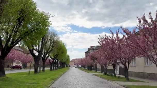 Ukraina Mukaczewo Maj 2023 Piękne Ujęcia Ruchu Ulicznego Wzdłuż Brukowanej — Wideo stockowe