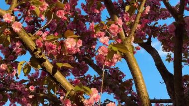 Baharda çiçek açan kiraz ağacı güneşli bir günde mavi gökyüzüne karşı..