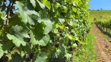 Üzüm bağları yaprak kaplama tarlası ve tepedeki şaraphane güneşli bir günde. Yüksek kalite 4k görüntü
