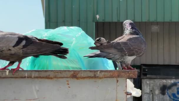 비둘기와 까마귀가 쓰레기통에서 먹이를 있습니다 고품질 — 비디오