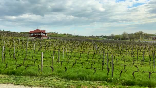 Piękny Krajobraz Wiejskiej Winnicy Początku Sezonu Rzędy Winorośli Wiosennym Polu — Wideo stockowe