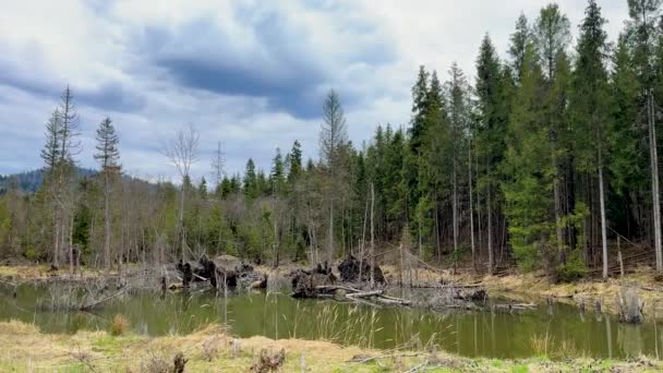 Lago Místico Com Armadilhas Quebradas Por Árvores Secas Contra Pano — Vídeo de Stock