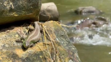 Bir kertenkele, dağ nehrinin yakınındaki bir kayanın üzerinde güneşin tadını çıkarıyor. Yüksek kalite 4k görüntü