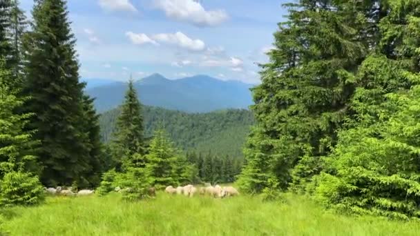 Koyun Sürüsü Dağdaki Açık Gökyüzünün Altında Yeşil Alanda Otlar — Stok video