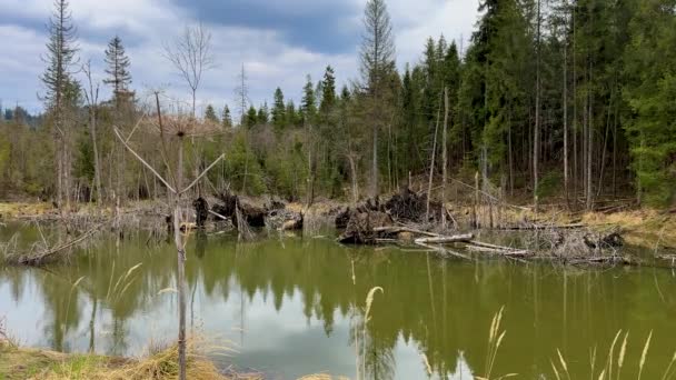 Mystischer See Mit Von Trockenen Bäumen Durchbrochenen Haken Vor Dem — Stockvideo