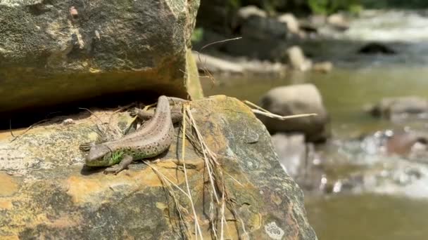Ящірка Лежить Сонці Скелі Біля Гірської Річки Високоякісні Кадри — стокове відео
