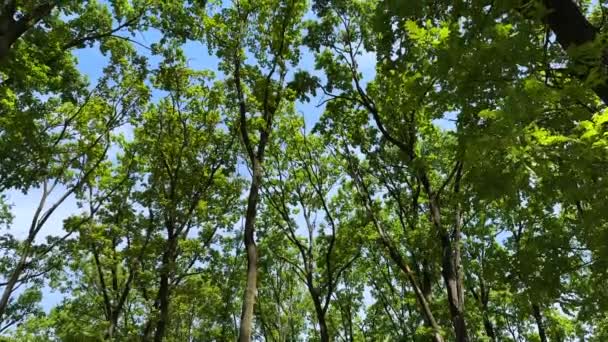 Tree Tops Blue Sky Sunny Day Summer High Quality Footage — Wideo stockowe
