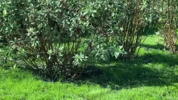Manusia Dengan Mesin Pemotong Bensin Rumput Pekerja Memotong Rumput Hijau — Stok Video