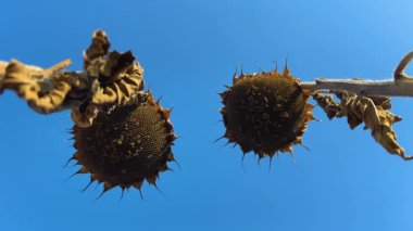 Olgun ayçiçekleri mavi gökyüzünün arka planında, alt görünümde.