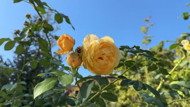 Κίτρινο Τριανταφυλλιά Στον Κήπο Μια Ηλιόλουστη Μέρα Μπλε Ουρανό Close — Αρχείο Βίντεο