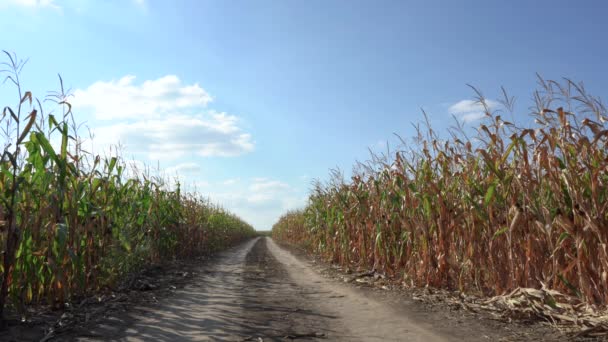 Грязная Дорога Внутри Поля Кукурузой Между Спелыми Зелеными Солнечный Осенний — стоковое видео