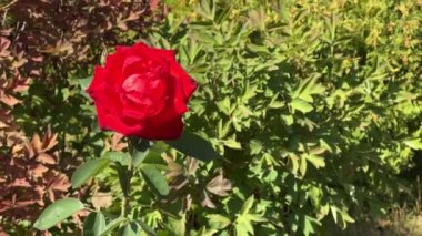 Kırmızı gül, güneşli bir günde yeşil bir bahçenin arka planında..