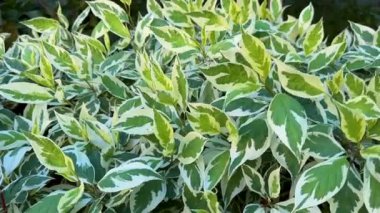 Yeşil ve beyaz yapraklı Euonymus Fortunei Zümrüt Şenliği. Doğal arka plan Cornus Yaprağı..