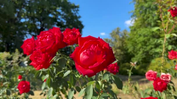 Piękny Krzak Czerwonych Róż Letnim Ogrodzie Stacjonarny Strzał Zwolnionym Tempie — Wideo stockowe
