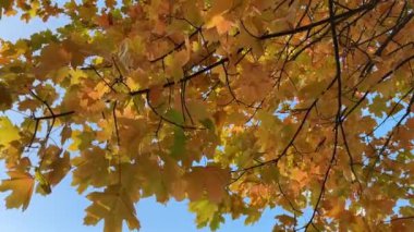 Sarı yapraklar rüzgarla sallanıyor mavi gökyüzünde ağır çekimde. Yüksek kalite 4k görüntü
