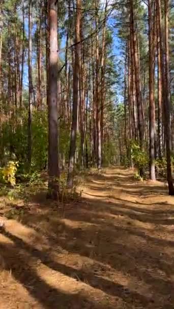 Idąc Ścieżką Przez Piękny Kolorowy Las Jesienią Żółtym Pomarańczowym Złotym — Wideo stockowe