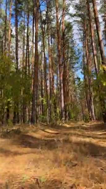 沿着一条小径穿过美丽多彩的森林 第一眼看到的是黄色 红色和绿色的垂直镜头 — 图库视频影像