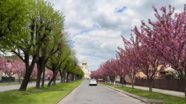 Güzel bir Ortodoks Katedrali 'nin arka planında kiraz çiçekleri olan Bahar Şehri yolu. Yüksek kalite 4k görüntü