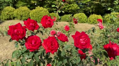 Güneşli bir günde, yaz bahçesinde güzel kırmızı güller..