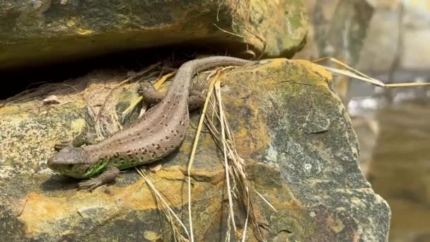 Lizard Basks Sun Rock Mountain River High Quality Footage — Stock Video