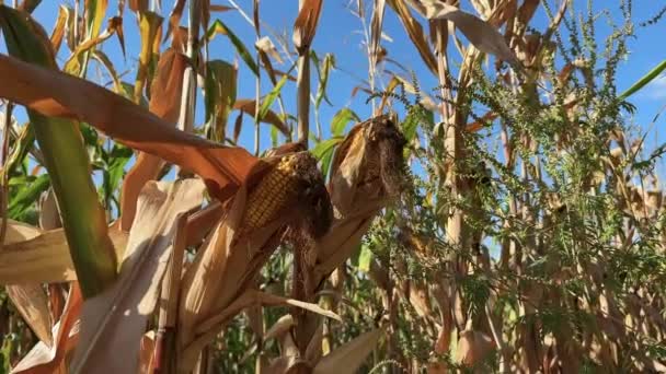 Большие Спелые Колосья Кукурузы Поле Солнечный Осенний День Крупным Планом — стоковое видео