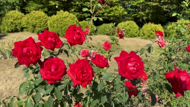 Beau Buisson Roses Rouges Dans Jardin Été Par Temps Ensoleillé — Video