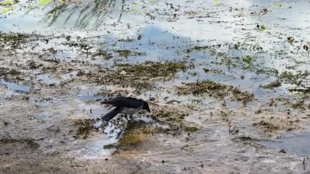 Cuervo Caminando Por Playa Del Terraplén Busca Comida — Vídeo de stock