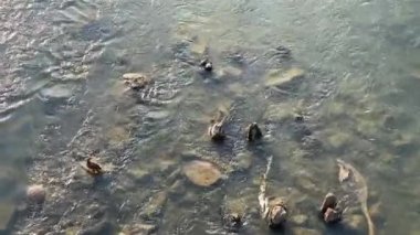 Ördek Sürüleri Nehir manzarasında Beslenme ve Yüzme.