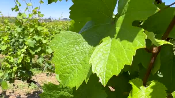 Vineyards Leaf Closeup Field Winery Hill Sunny Day High Quality — Stock Video