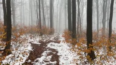 Kış sisli ormanlarında gizemli, korkunç, kirli bir yol. Yüksek kalite 4k görüntü