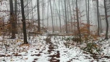 Kış sisli ormanlarında gizemli, korkunç, kirli bir yol. Yüksek kalite 4k görüntü