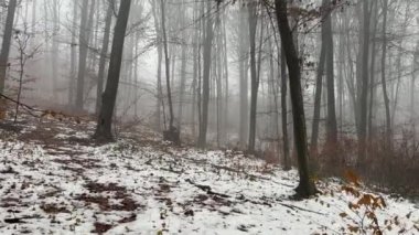 Akşamları korkunç sis ormanlarında yürüyorum. Birinci şahıs görüşü. Yüksek kalite 4k görüntü