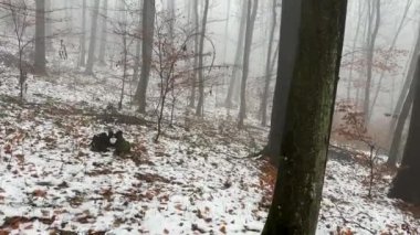 Yoğun siste orman yolu. Kış boyunca çıplak ağaçlar. Karanlık, karamsar bir manzara. Yüksek kalite 4k görüntü