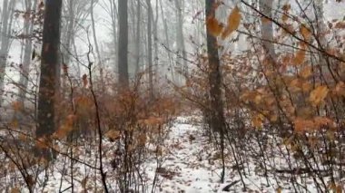 Dalların arasından sisli bir kış ormanında avlanmak. Yüksek kalite 4k görüntü